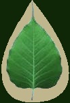 Bodhi leaf