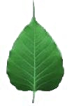 Bodhi leaf